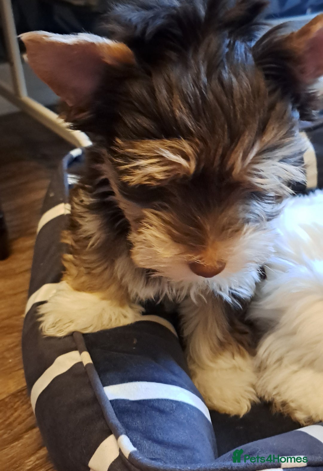 Yorkshire Terrier dogs for sale: 1 Boy & 3 Girls with Unique Coats - Advert 30