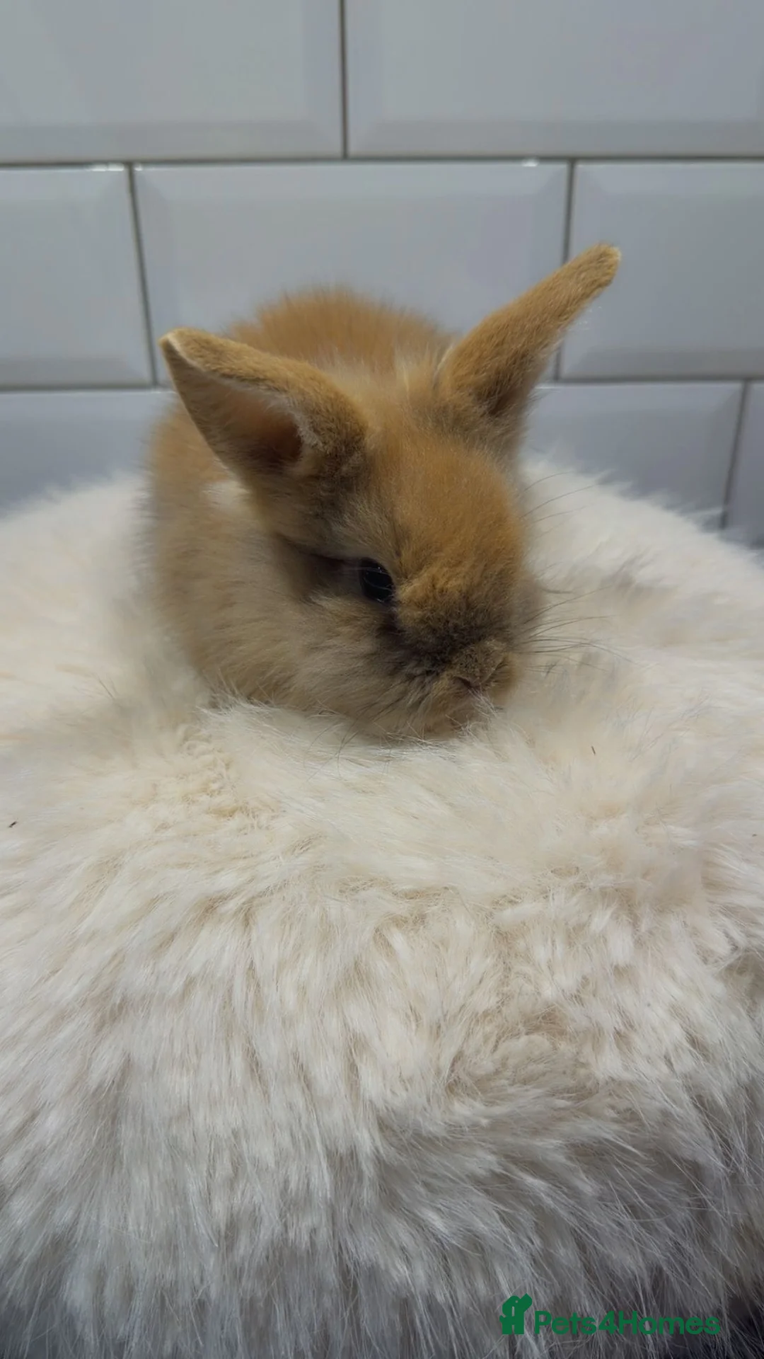 Lionhead rabbits for sale: Lionhead Bunnies  - Advert 2