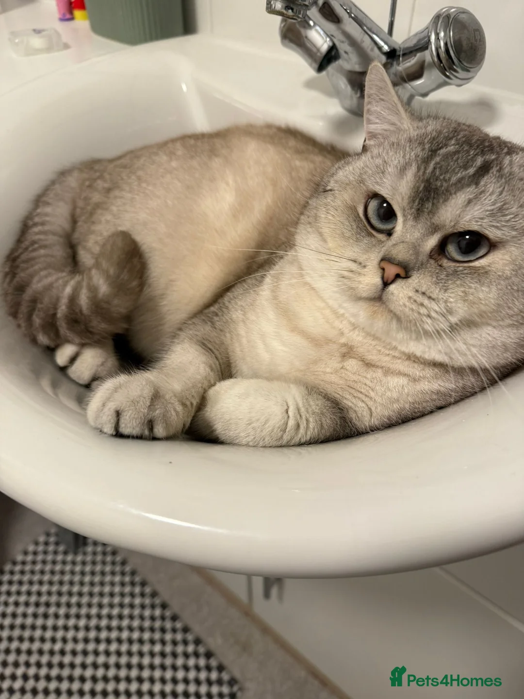 British Shorthair cats for stud: Snow  - Advert 6