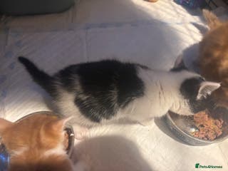 Mixed Breed cats Beautiful black and white female - Advert 2