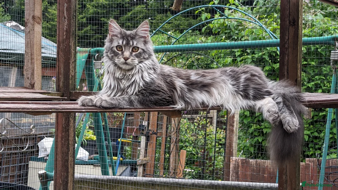 Maine Coon cats for sale: Gccf registered Maine coon kittens - Advert 1