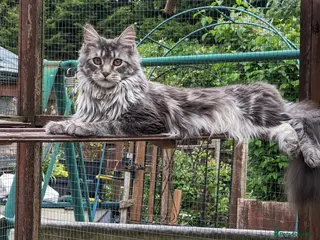 Maine Coon cats Gccf registered Maine coon kittens - Advert 8