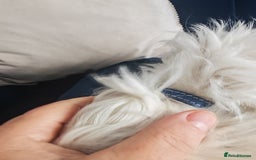 Bichon Frise dogs for sale: In search of a sweet home - Image 7