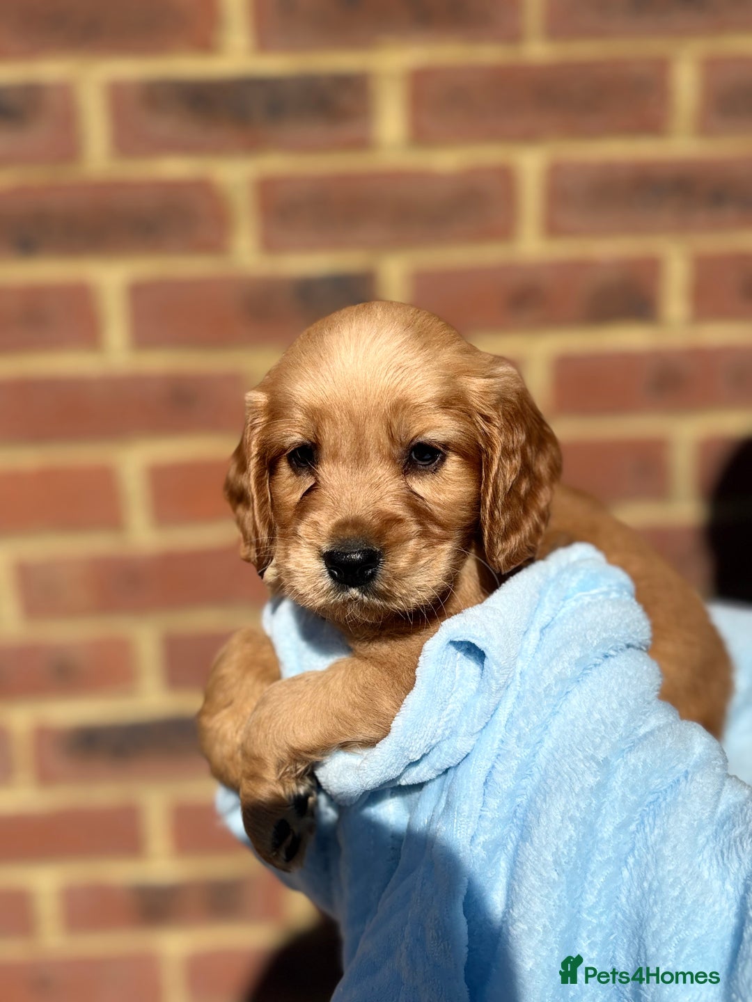 Cocker Spaniel dogs for sale: 🩷Rosie’s Stunning Puppies 🩷 - Image 7