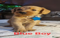 Labradoodle dogs for sale: Labradoodle Fox Red ❤️💞❤️Health check - Image 4