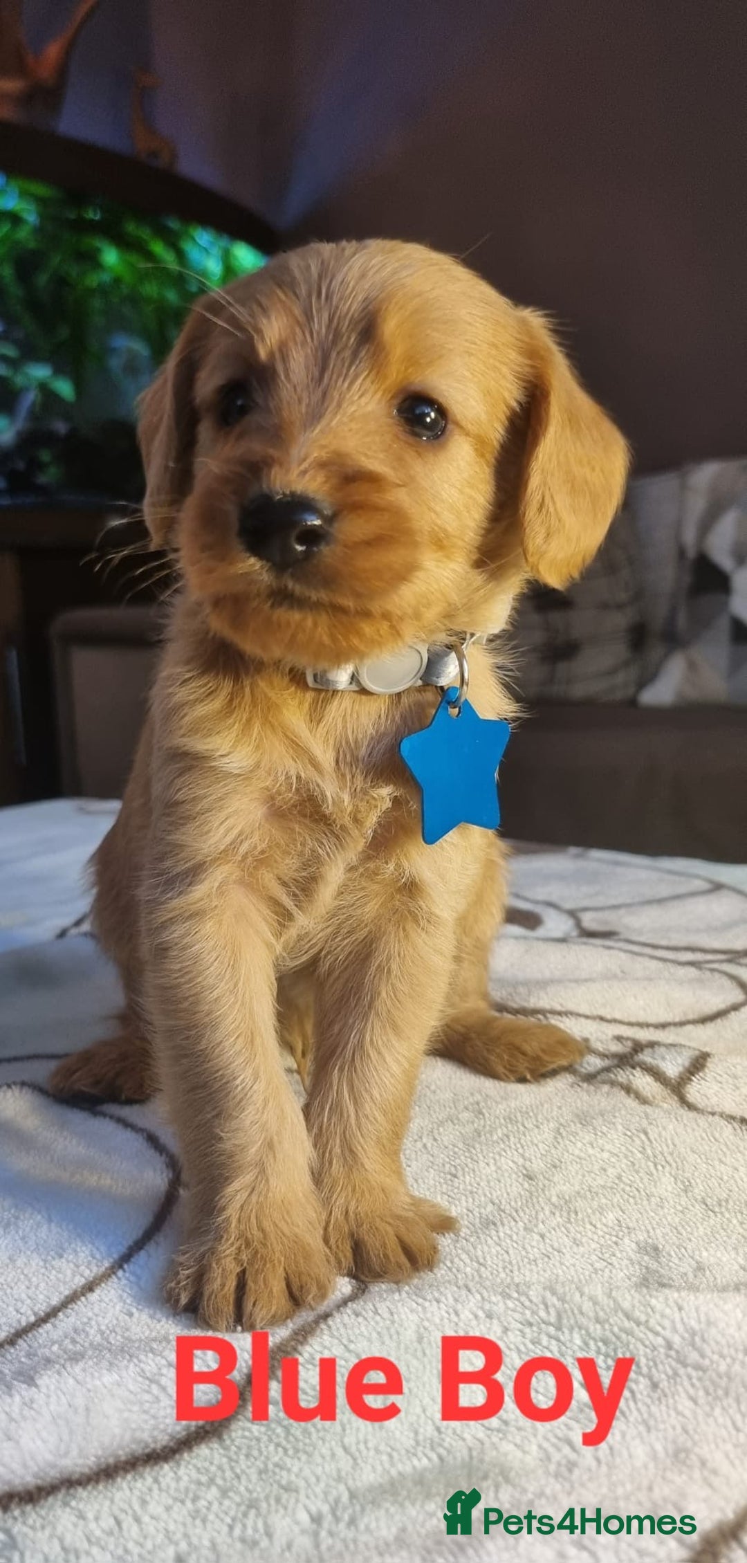 Labradoodle dogs for sale: Labradoodle Fox Red ❤️💞❤️Health check - Image 4