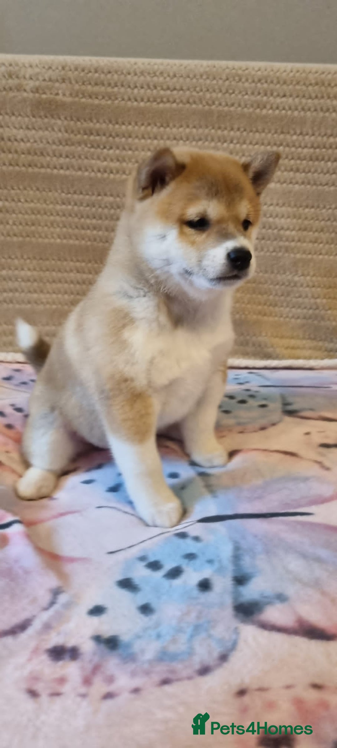 Japanese Shiba Inu dogs for sale: Beautiful Japanese Shiba Inu Puppies - Image 7