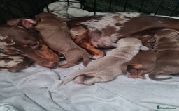 Miniature Dachshund dogs for sale: Miniature Dachshunds  - Image 12