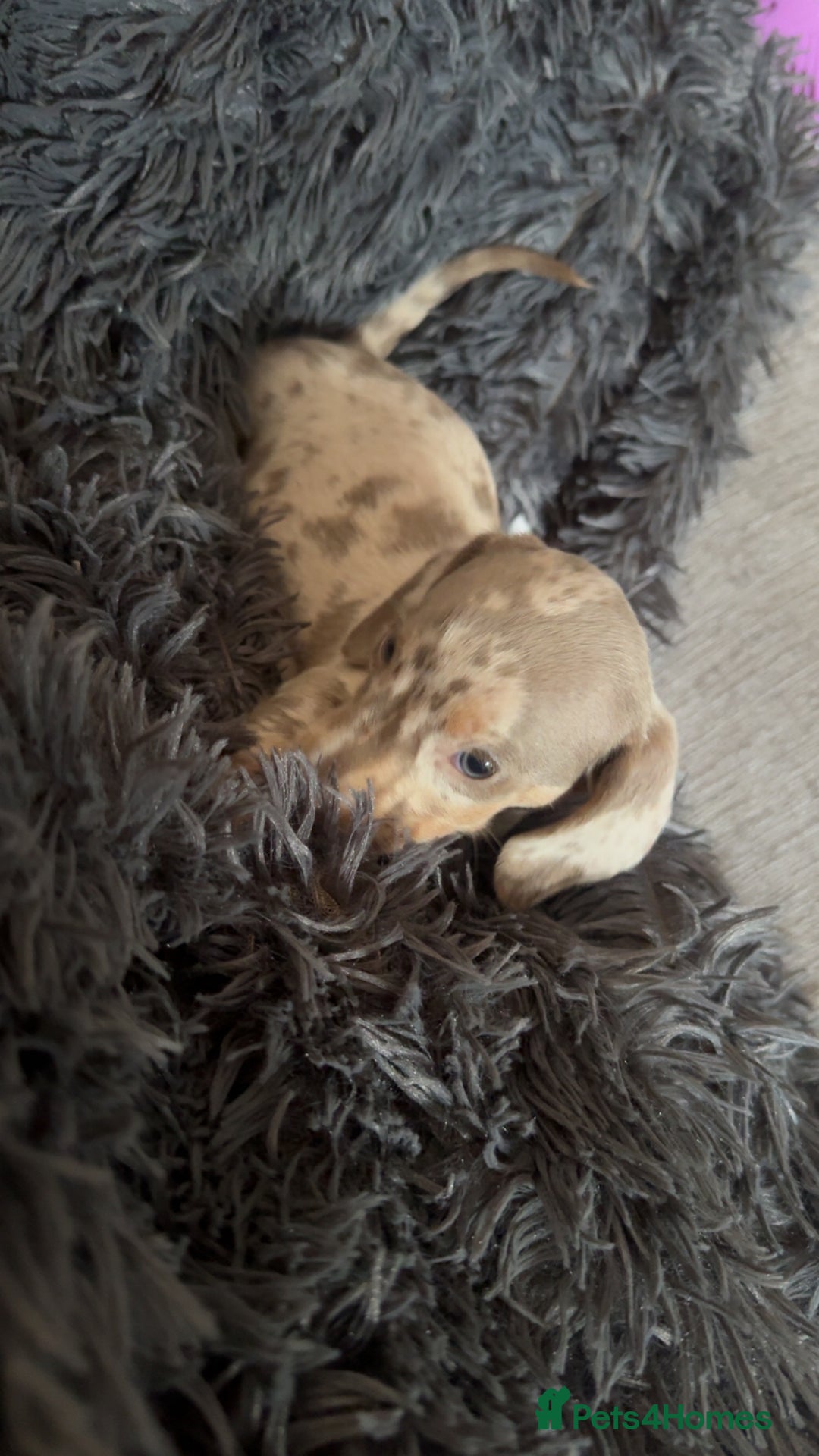 Miniature Dachshund dogs for sale: Izzabella mini dashaunds  - Image 6