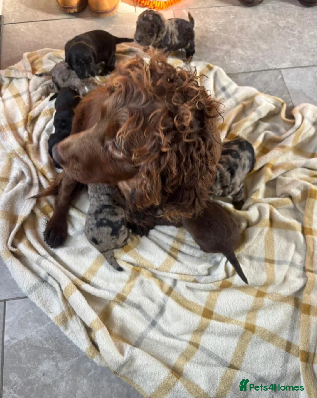 Cocker Spaniel dogs for sale: Cocker spaniel puppy - Advert 8