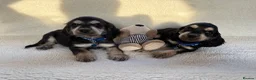 Cocker Spaniel dogs for sale: Show type cocker spaniels in Ipswich - Advert 1