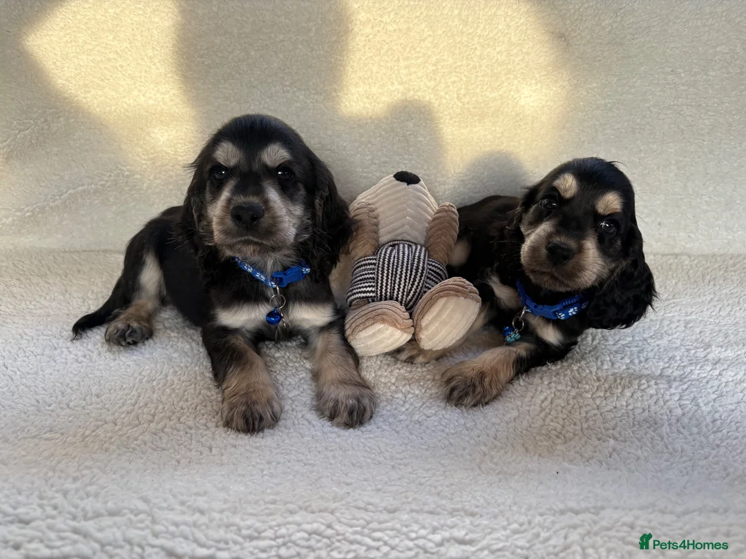 Cocker Spaniel dogs for sale: Show type cocker spaniels in Ipswich - Advert 1