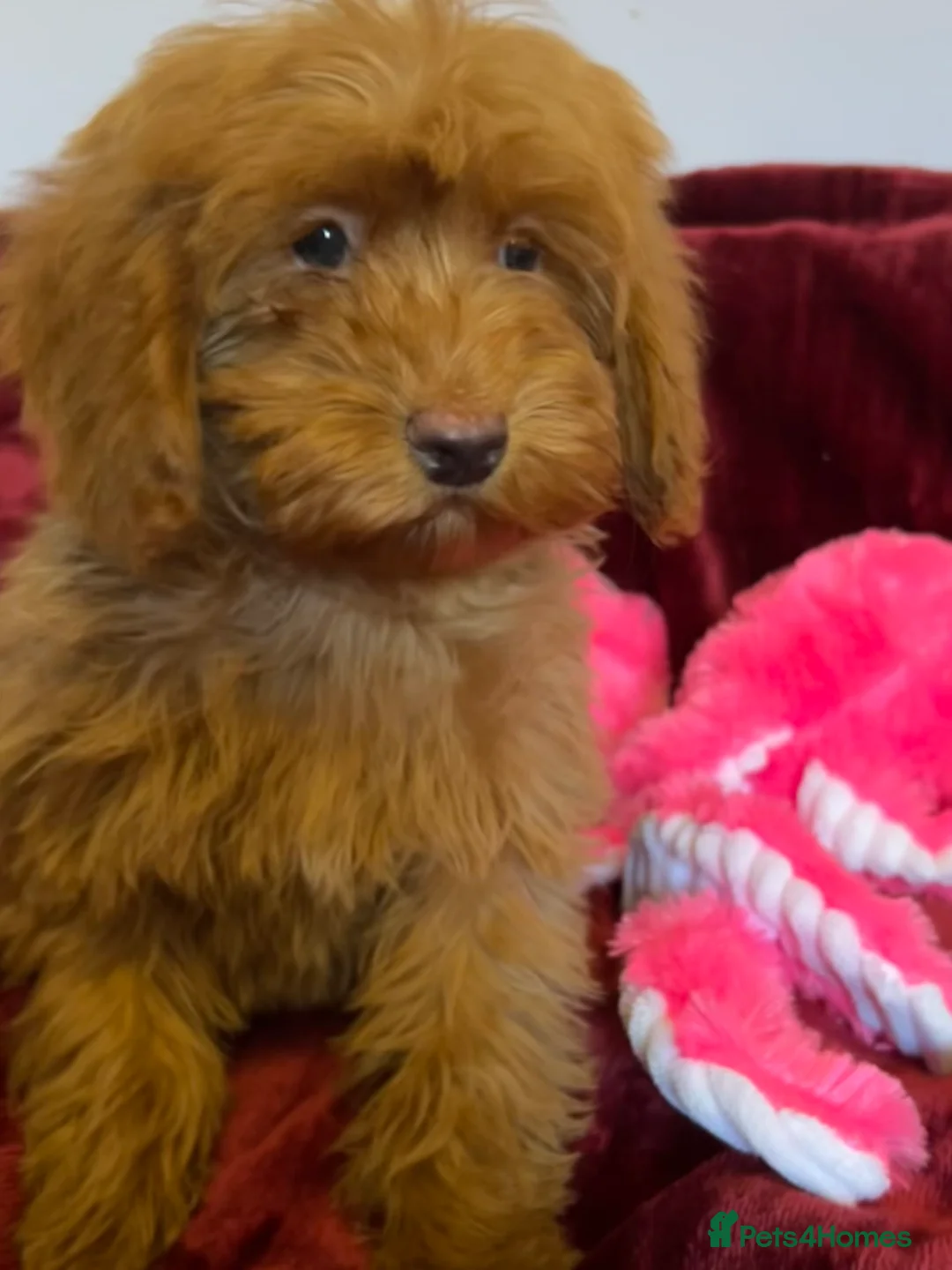 Cockapoo dogs for sale: Stunning fox red cockapoo puppies PRA Clear  - Advert 10