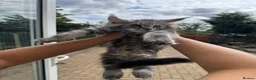 Maine Coon cats for sale: Pure Maincoon kittens in Birmingham - Advert 14
