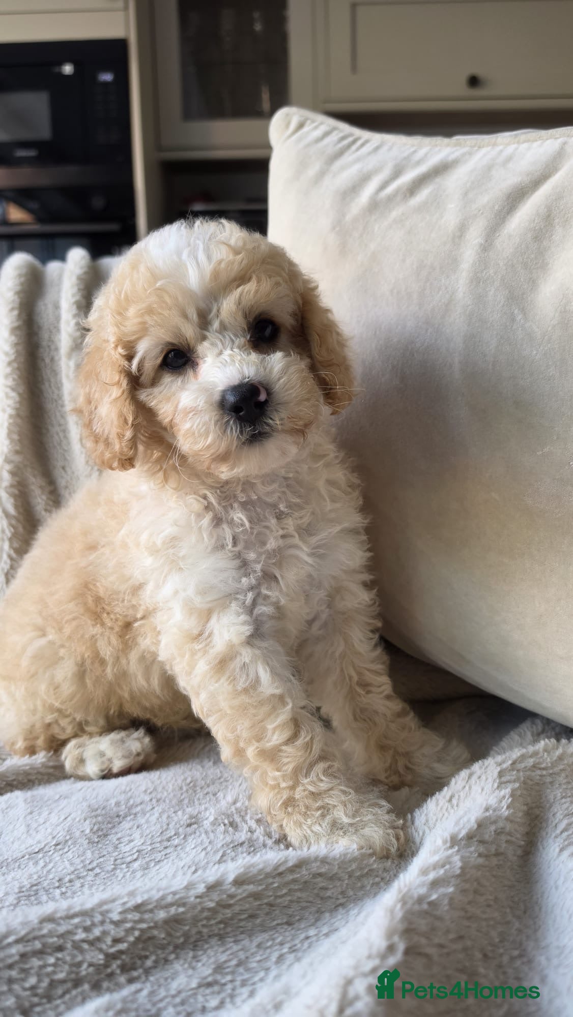 Cavapoo dogs DNA health tested Miniature Cavapoo boy 💙 - Advert 9