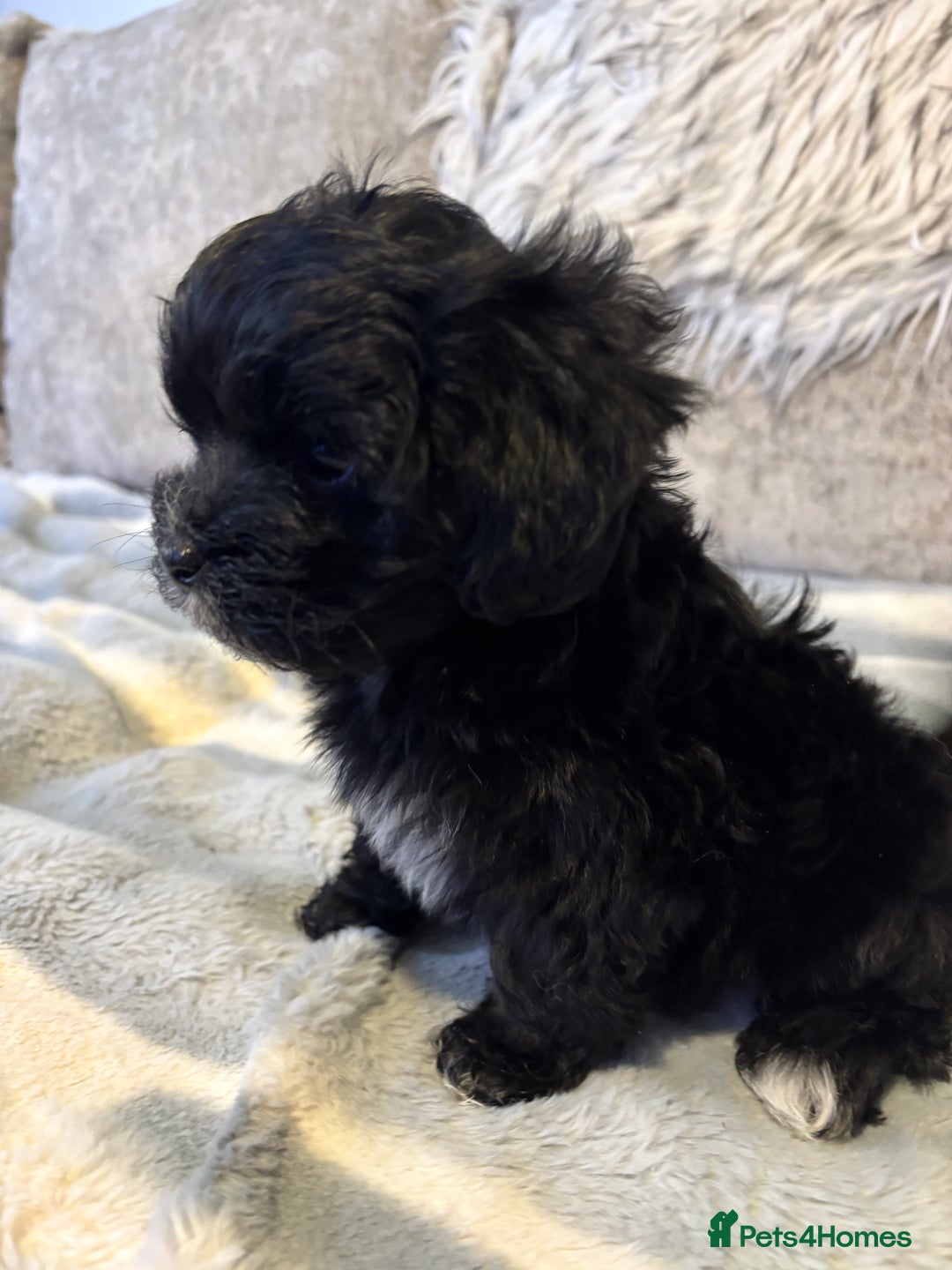 Maltipoo dogs for sale: Beautiful little maltipoo  - Advert 30