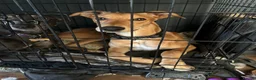 Lurcher dogs for sale: Male lurcher  in Wrexham - Advert 4