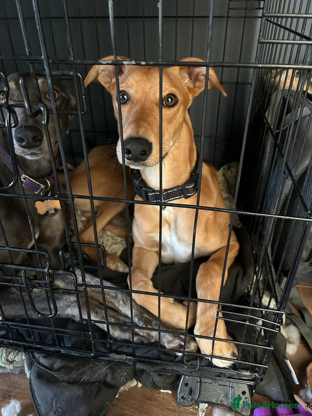 Lurcher dogs for sale: Male lurcher  in Wrexham - Advert 4