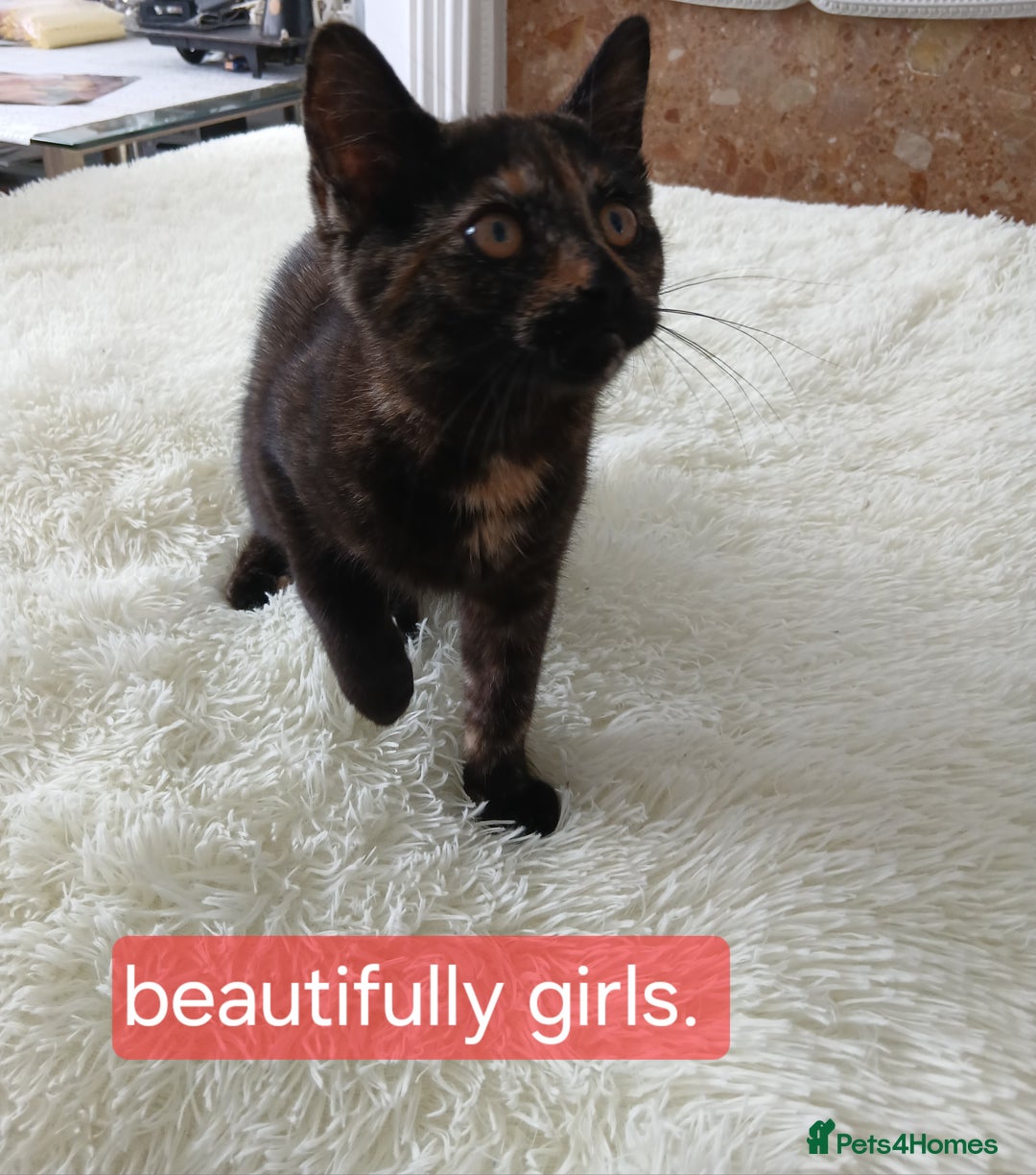 Mixed Breed cats for sale: Three wonderful, friendly girls - Image 7