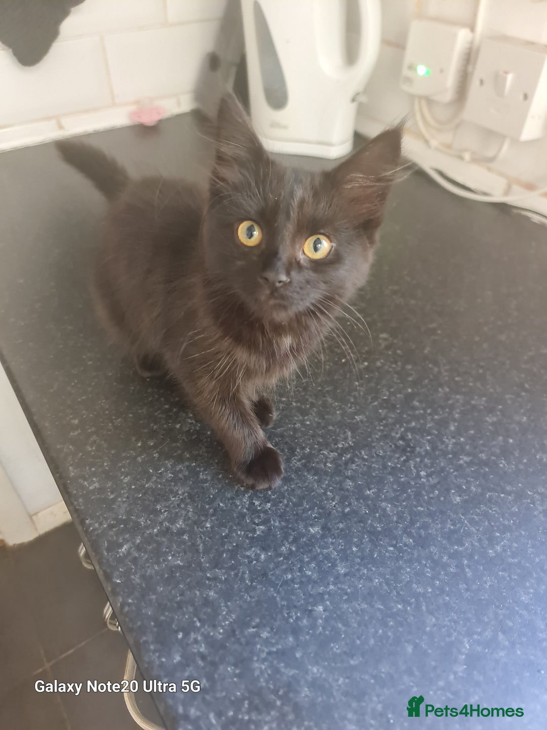 Mixed Breed cats for sale: 4 kittens looking for forever homes  - Image 4