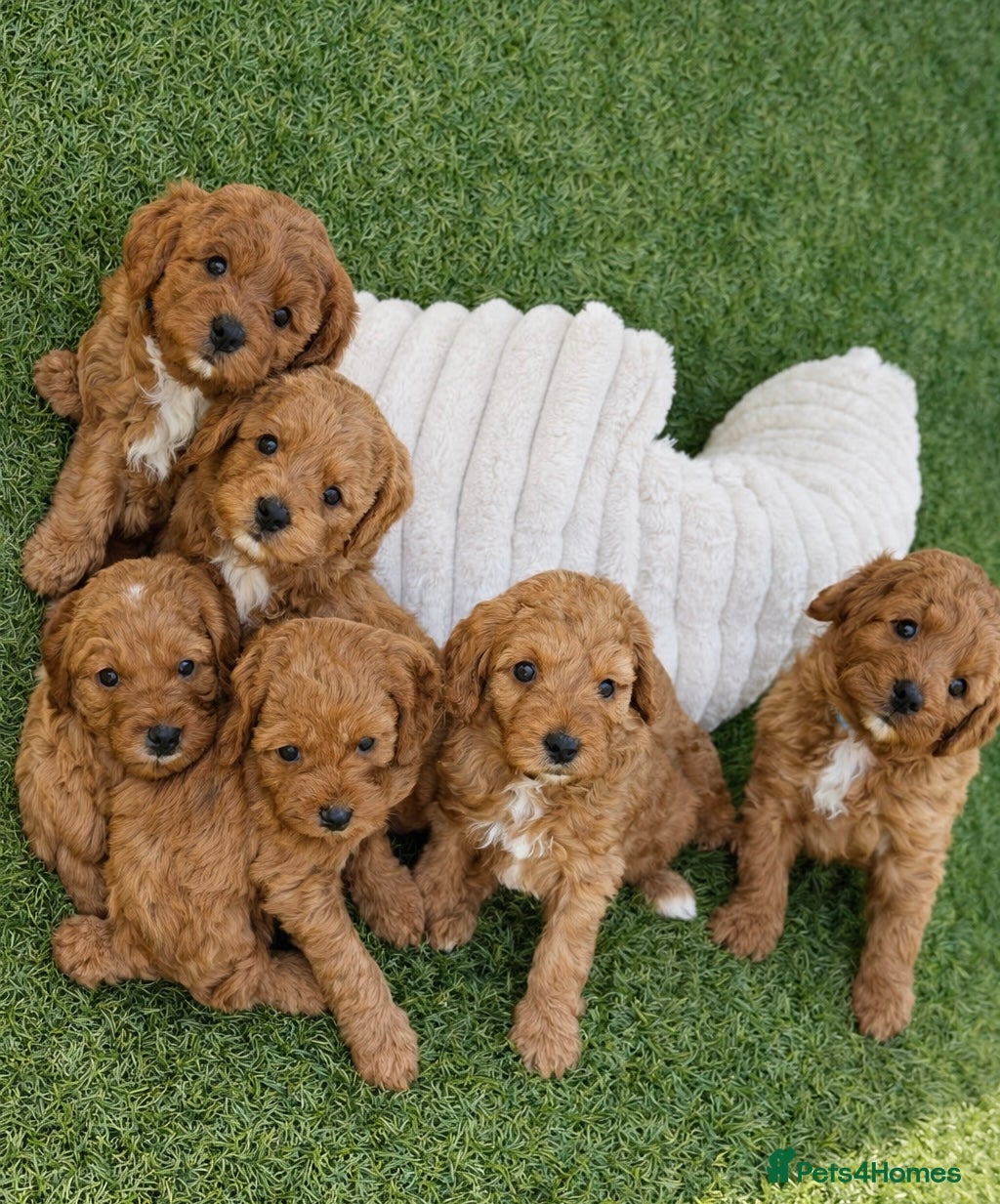 Cavapoochon dogs Beautiful Cavapoochon Puppies  - Advert 13