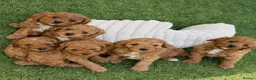 Cavapoochon dogs for sale: Last one - Mr Green looking for his forever family - Advert 3