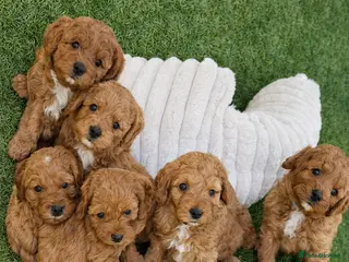 Cavapoochon dogs Beautiful Cavapoochon Puppies - Advert 13