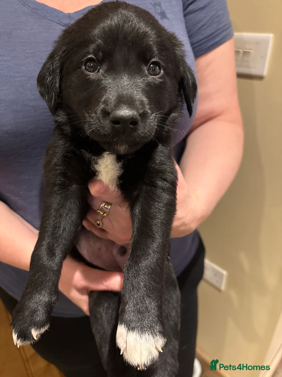 Borador dogs for sale: 11 gorgeous Borador puppies for sale  - Advert 13