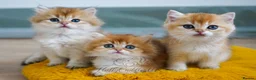British Shorthair cats for sale: TICA registered golden pedigree kittens  - Advert 5