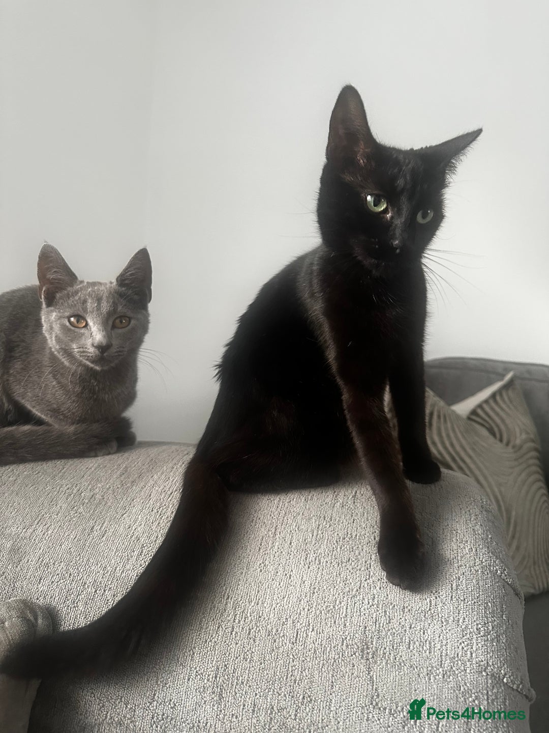Mixed Breed cats for sale: Daisy and Derek - Advert 1
