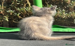 Mixed Breed cats for sale: 3 Female Ragdoll X Kittens  - Image 7
