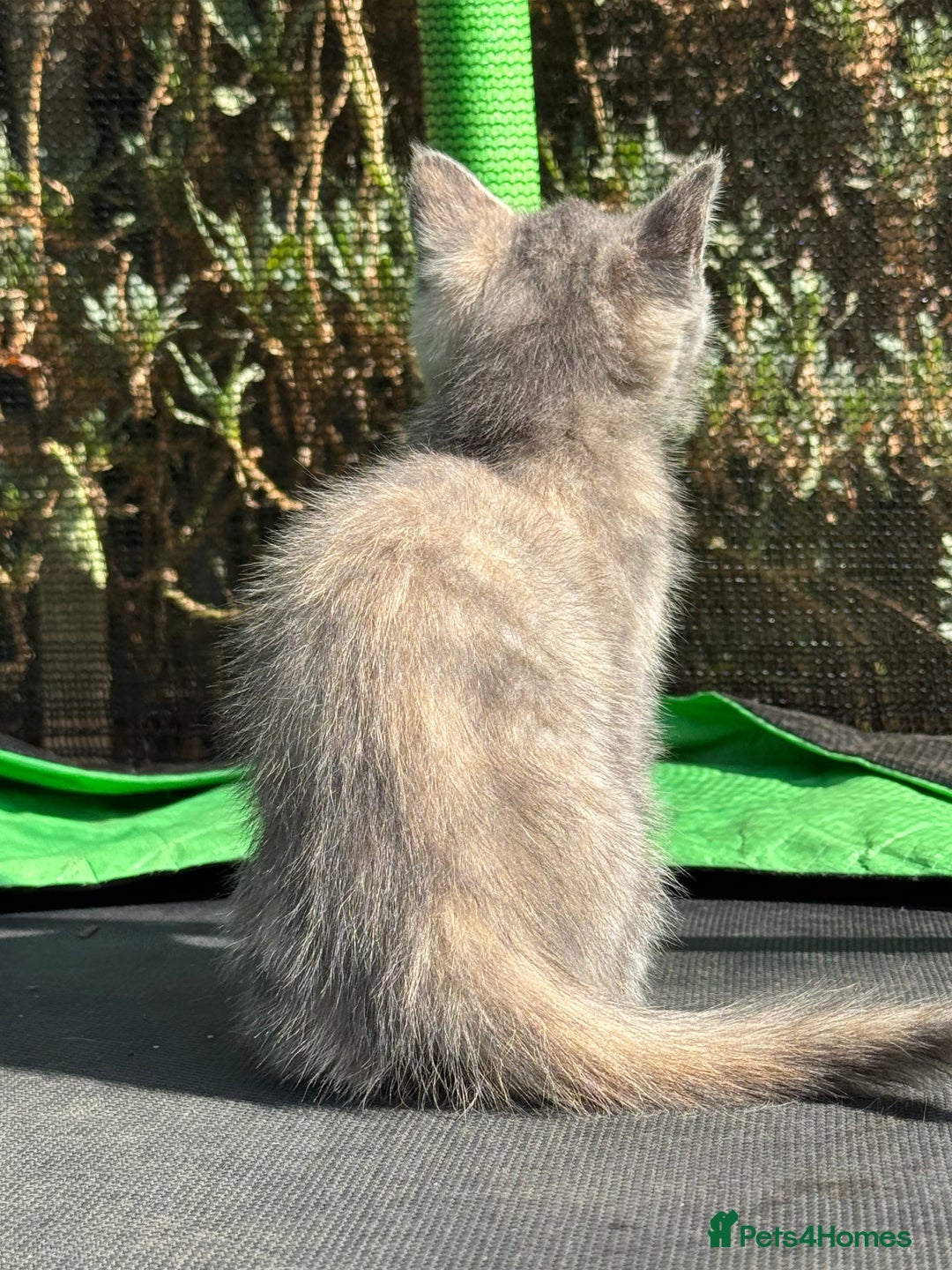 Mixed Breed cats for sale: 3 Female Ragdoll X Kittens  - Image 7