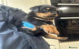 Rottweiler dogs for sale: Kc Registered Rottwiler Puppies  - Image 9
