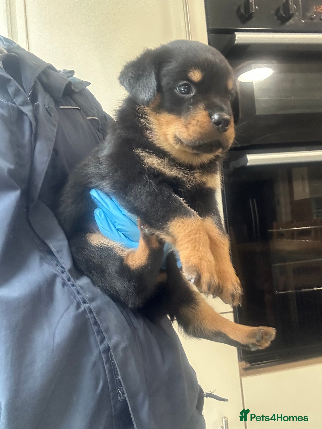 Rottweiler dogs for sale: Kc Registered Rottwiler Puppies  - Image 9