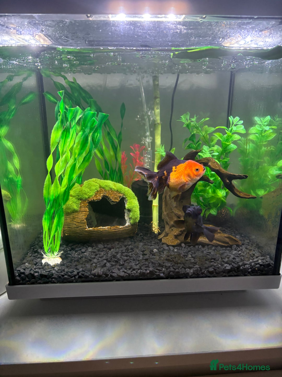 Goldfish fish for sale: Fancy Goldfish for new home 🐟🏡 - Image 3