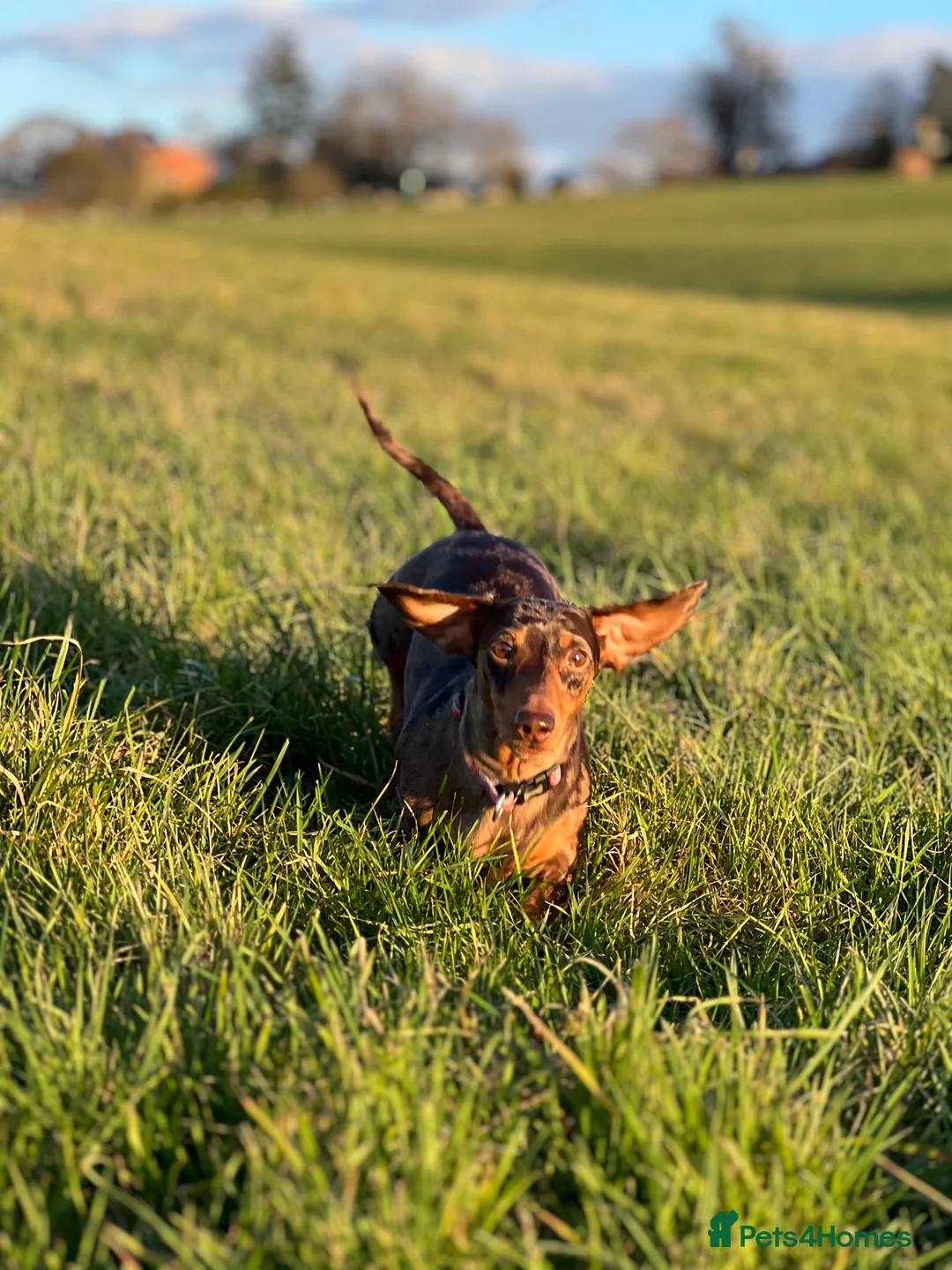 Miniature Dachshund dogs for sale: Hazel seeks new lap - Advert 3