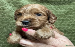 Cockapoo dogs for sale: F1 Cockapoo puppies  - Image 6