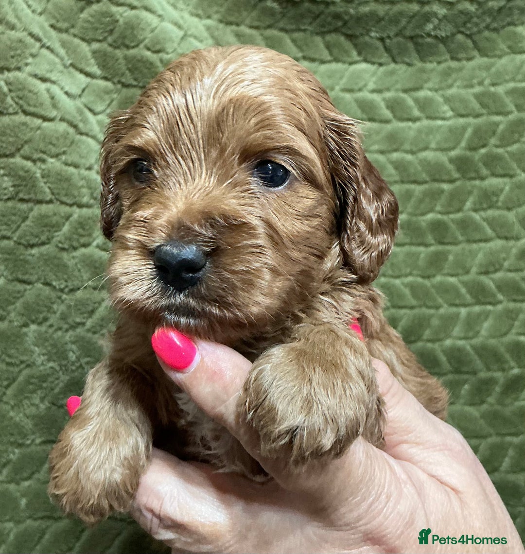 Cockapoo dogs for sale: F1 Cockapoo puppies  - Image 6