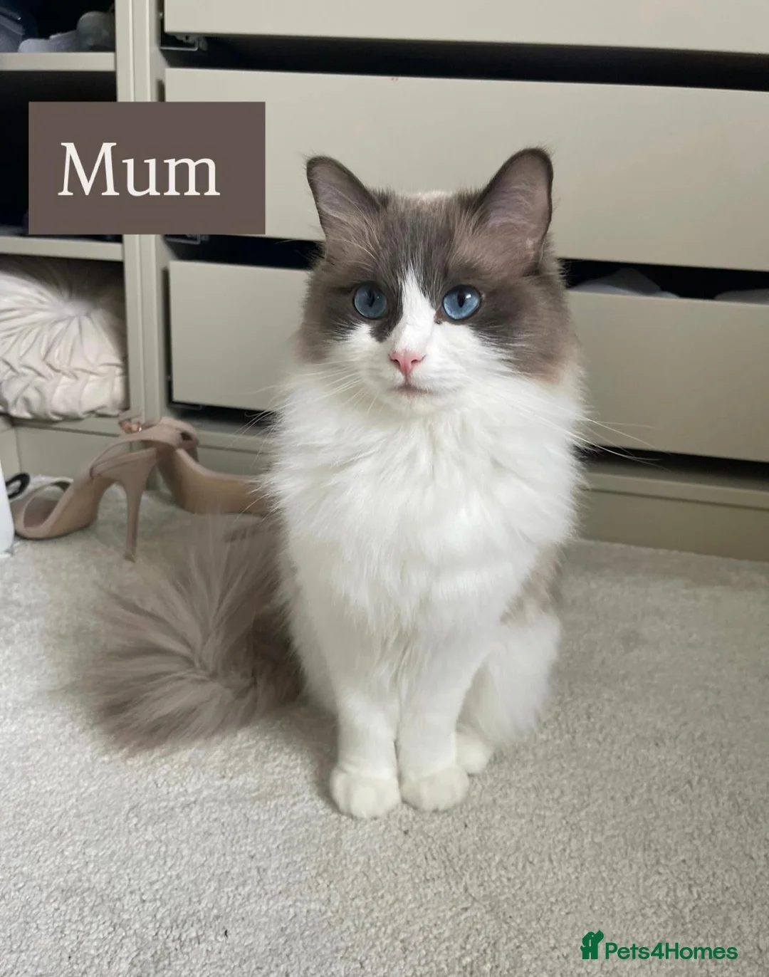 Ragdoll cats for sale: Purebred Ragdolls Ready To Leave  in Bradford - Advert 2