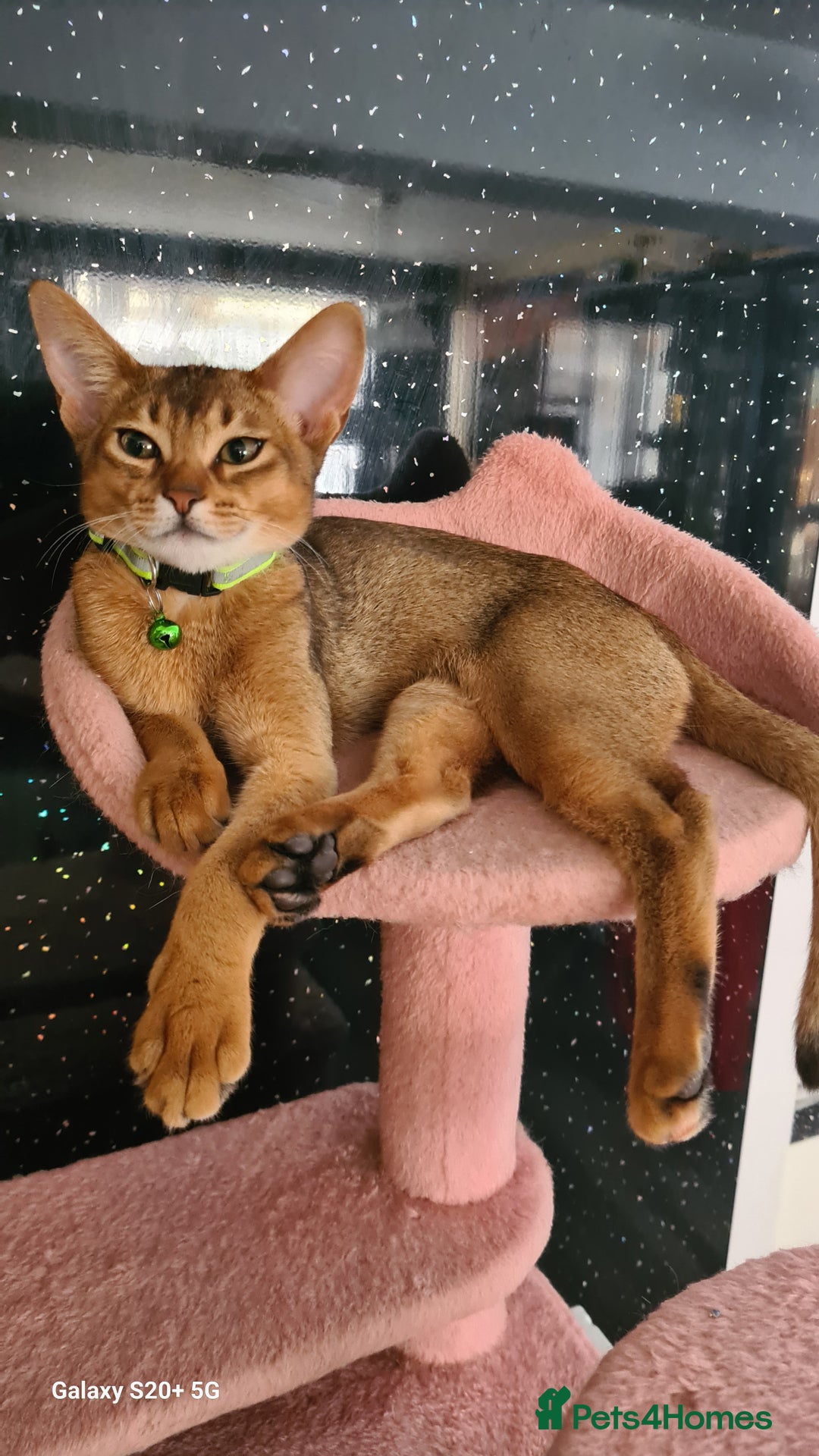 Abyssinian cats for sale: Abisinian kittens  - Image 7
