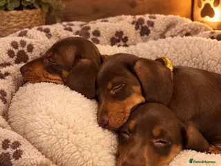 Miniature Dachshund dogs Ready now! Miniature Daxi PRA Clear - Advert 5