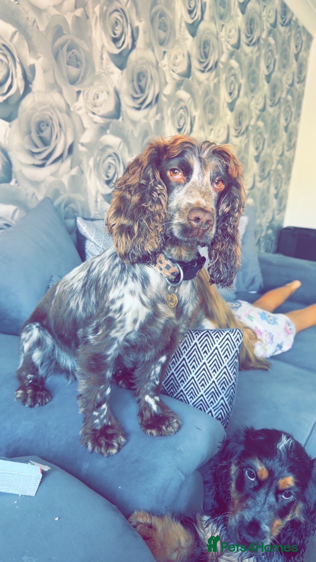 Cocker Spaniel dogs for sale: Show cocker spaniel  - Advert 1
