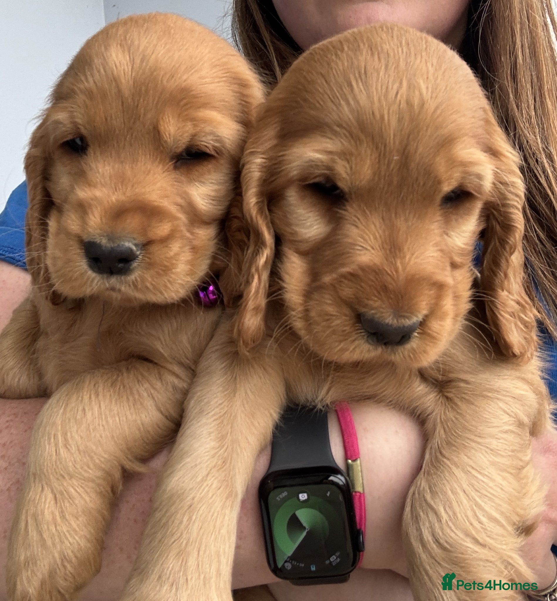 Cocker Spaniel dogs Show Cocker Spaniel puppies from family pet - Advert 5