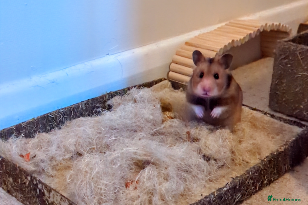 Hamster rodents for sale: Beautiful hammy in need of loving home - Advert 6