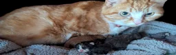 Persian cats for sale: Persian cross kittens  - Advert 1