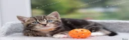 Mixed Breed cats for sale: Tabby Kittens Ready for Collection  - Advert 12