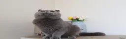 British Shorthair cats for sale: GCCF & TICA ACTIVE BSH male - Advert 2