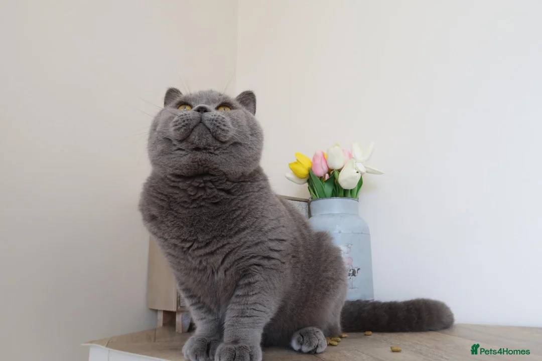 British Shorthair cats for sale: GCCF & TICA ACTIVE BSH male - Advert 2