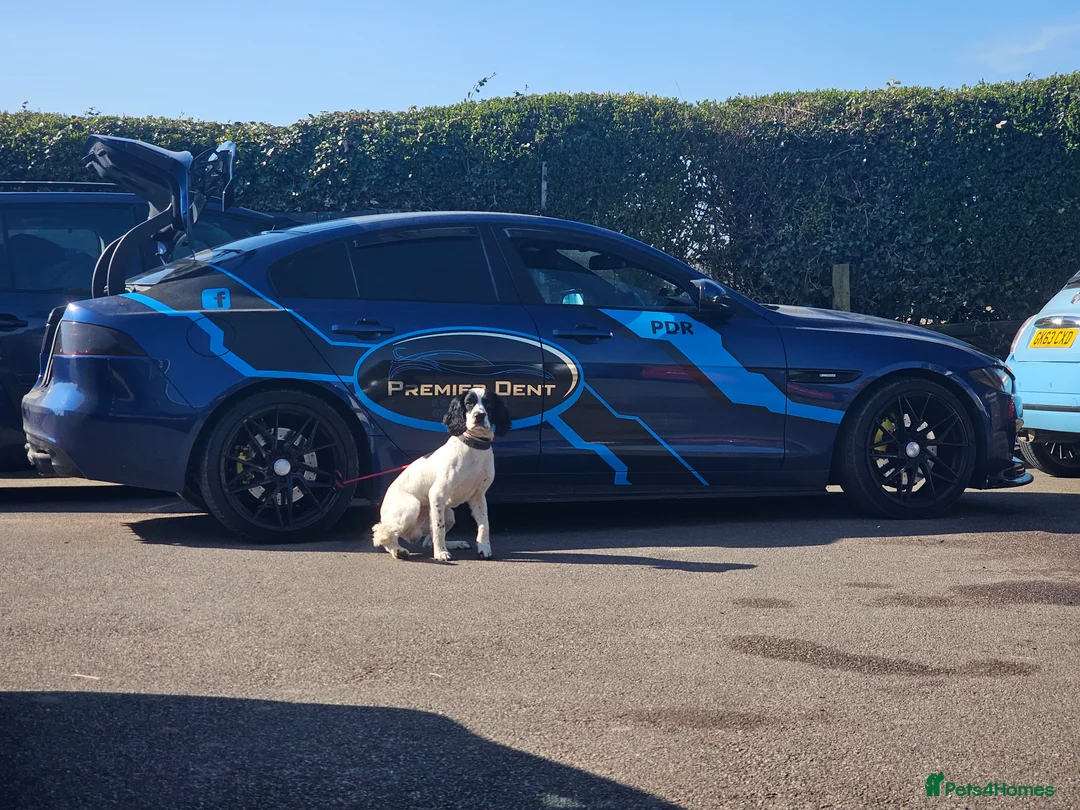 English Springer Spaniel dogs for sale: MEET ARLO (English Springer) 2 years old - Advert 10