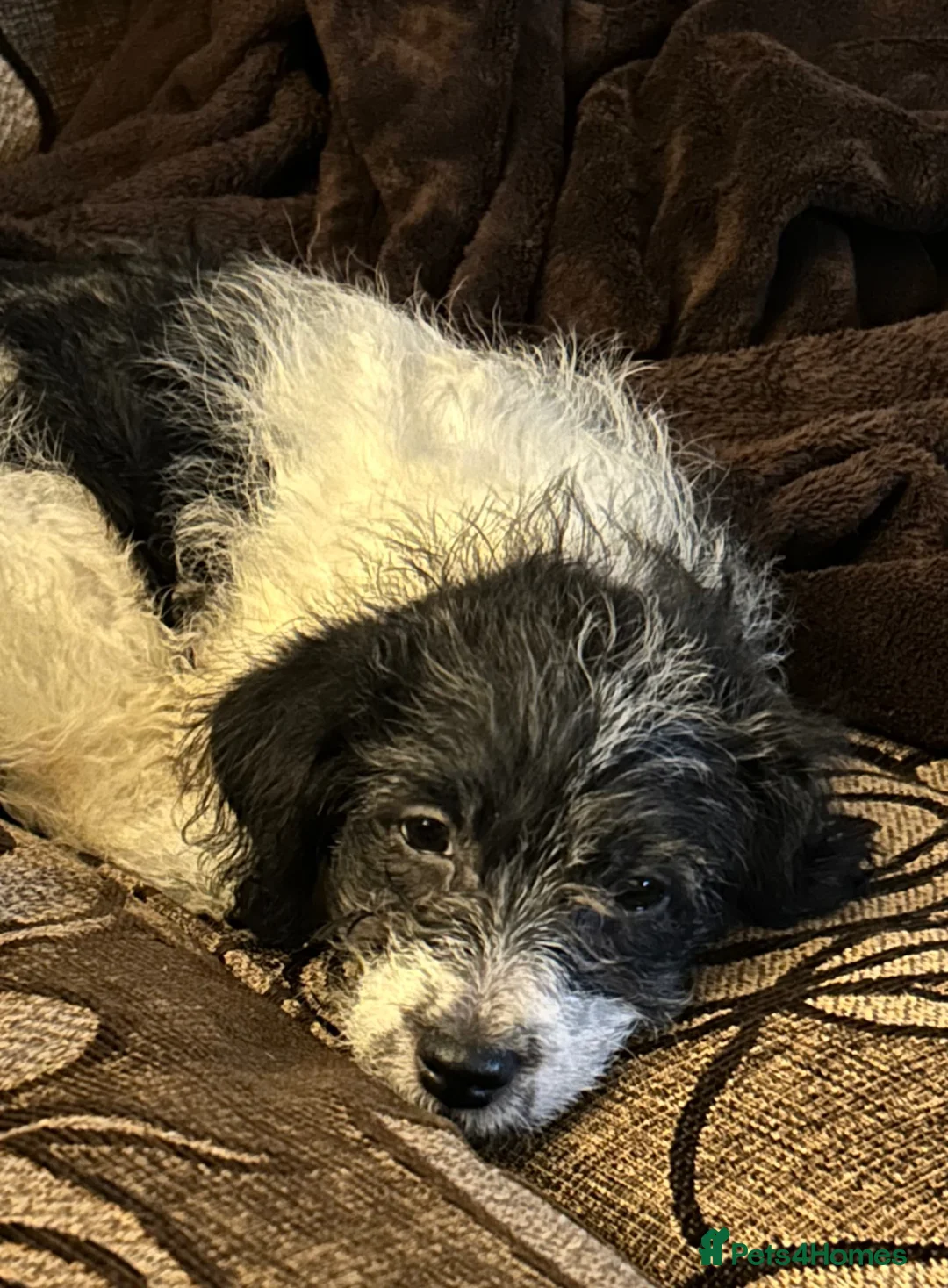 Jackapoo dogs for sale: Beautiful Pompi - Advert 1